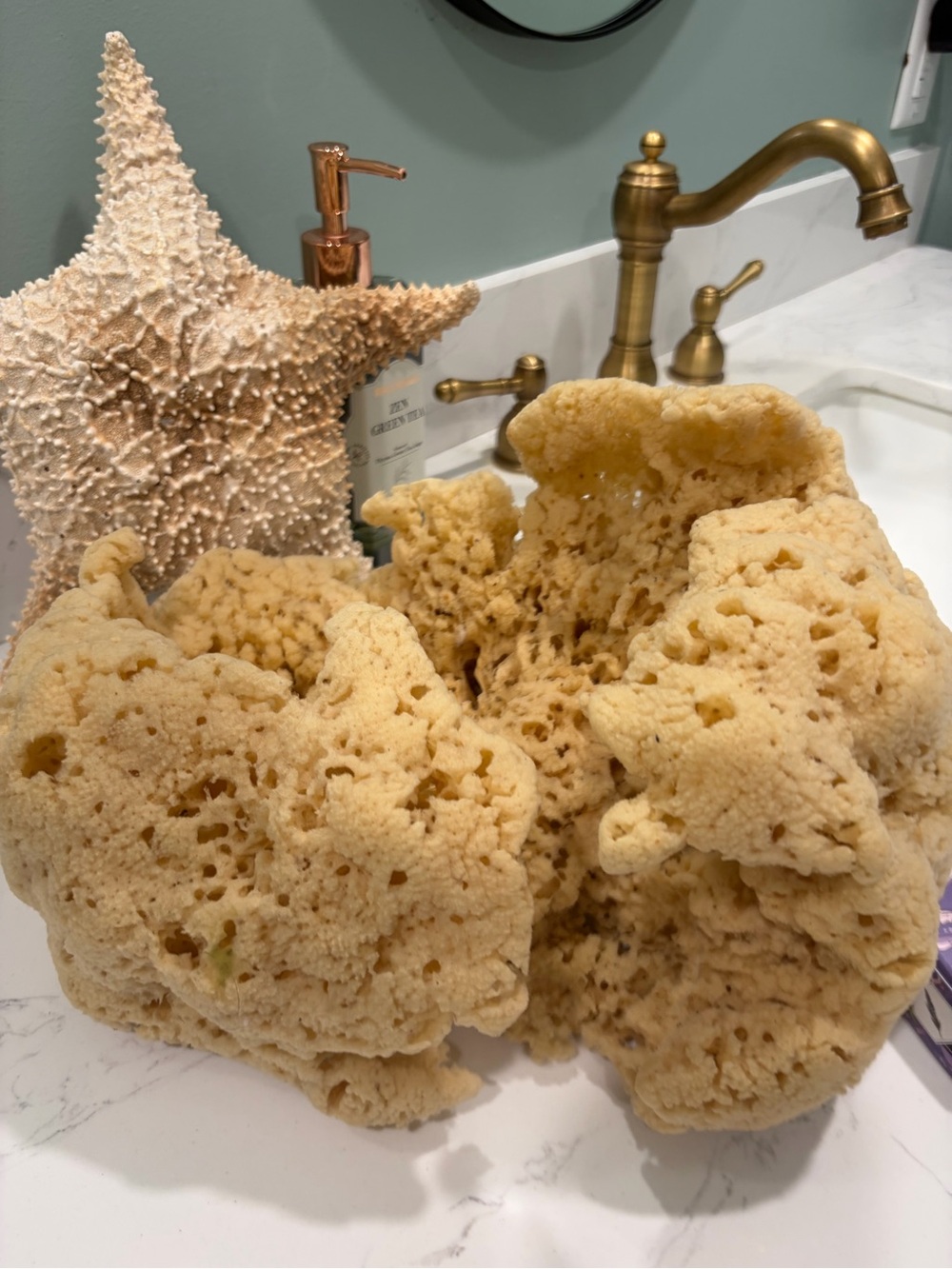 Natural Sea Sponge Nautical Coastal Decor